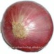 China good quality fresh onion