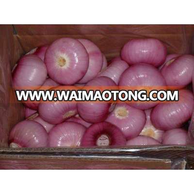 China wholesale red fresh onion in carton