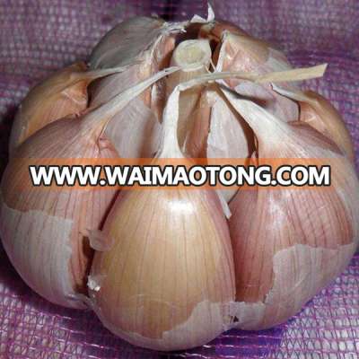 wholesale fresh garlic cloves from China