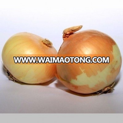 good price yellow onion to export