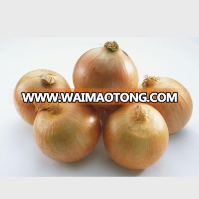 China wholesale yellow fresh onion in carton