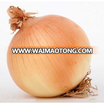 wholesale fresh peeled yellow white onion