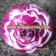 Wholesale China fresh onion