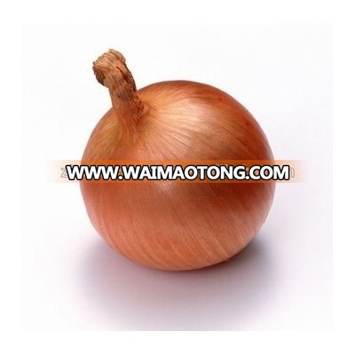 China yellow fresh onion