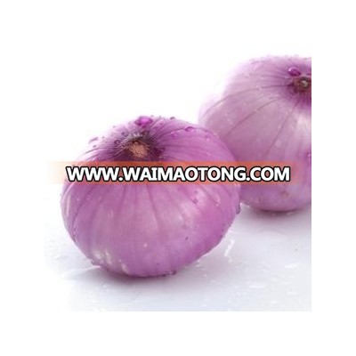 China red fresh onion