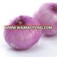 China red fresh onion