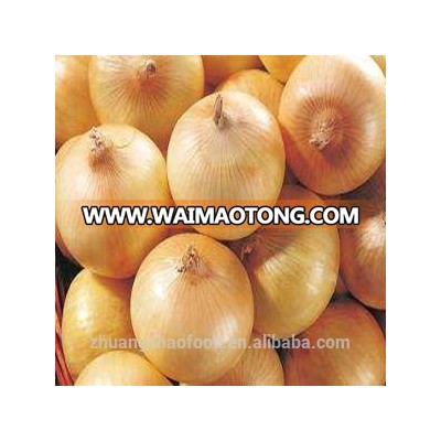 China yellow fresh onion