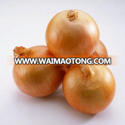 China fresh peeled onion price