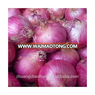 Fresh red onion