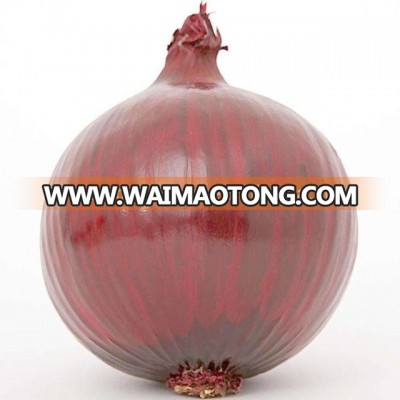 2017 bulk fresh red onion