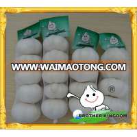 super white pure white garlic 5.0cm in carton