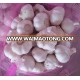 Cheap garlic China JX quality good