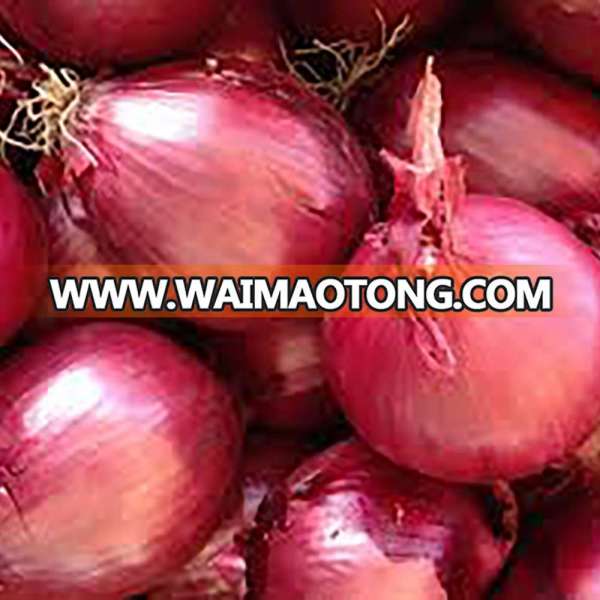 Egypt exporter 50mm size per ton red onion price